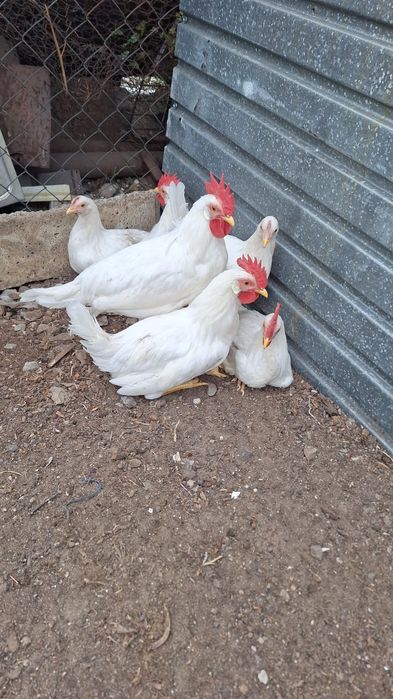 Продам  петушков