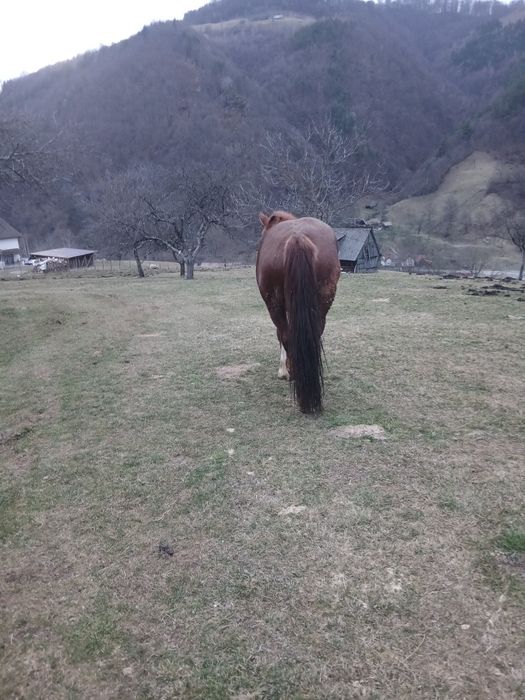 Vând iapa de 4 ani