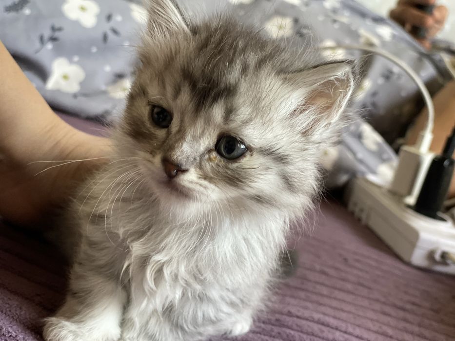 Продаются котятааа