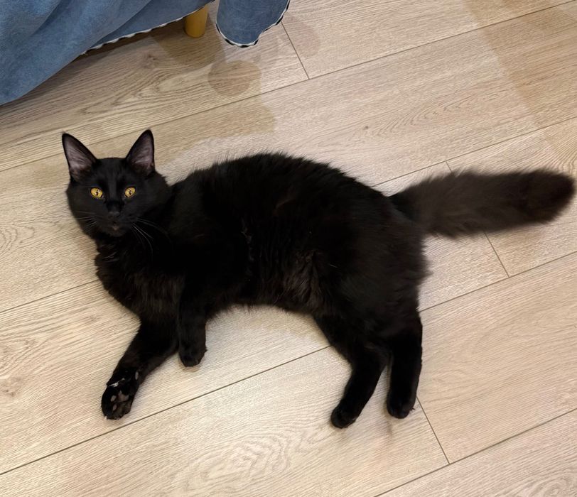 Пристраивается бесплатно черный котик