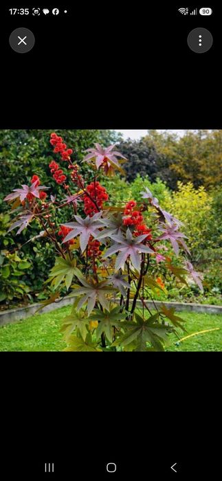 Planta ornamentala  pt curte cu inaltime de 3 m