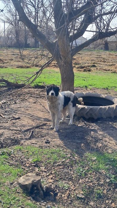 Қазақы күшік сатылады линсиясыз