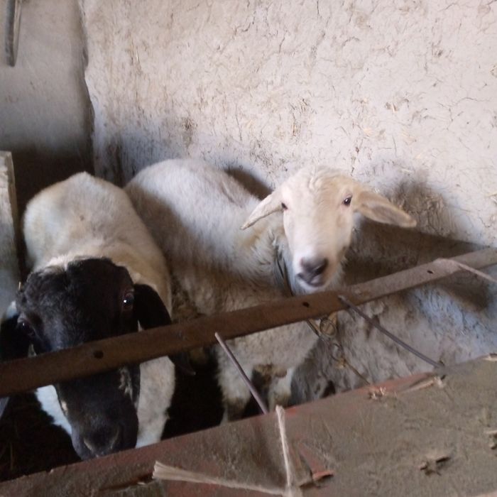 Кучкорлар сотилади