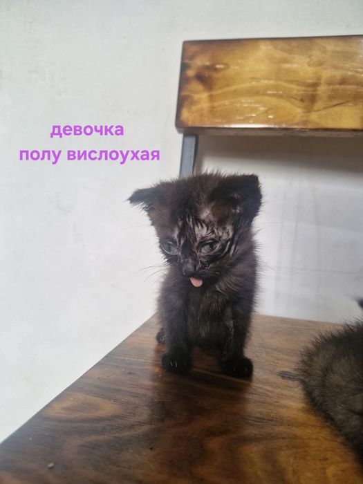 Котята 2 девочки 1 мальчик