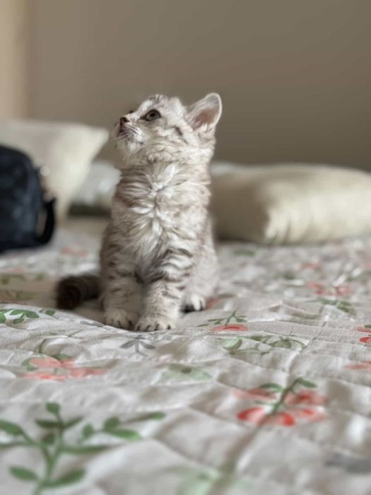 Продается котёнок