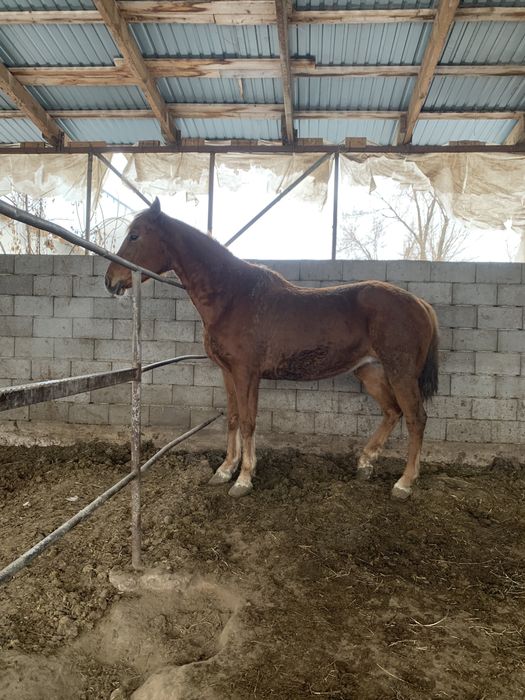 Жуас минги бие сатылады
