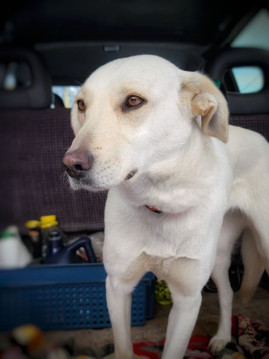 Собачка в поисках дома