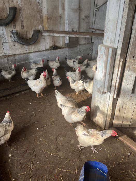 Продаються инкубаторские яица Адлеров