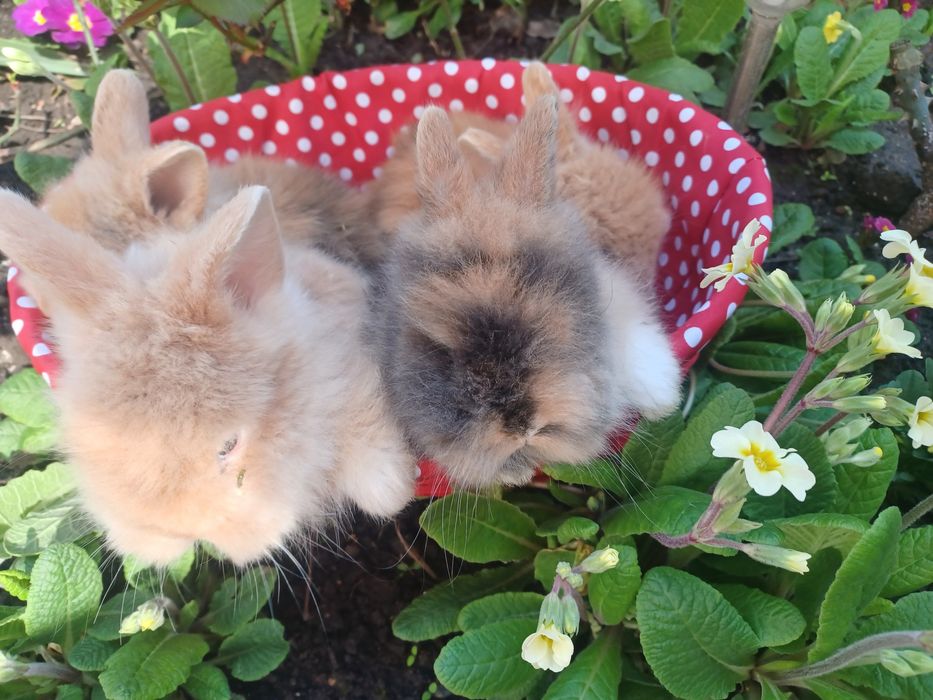 Iepurași cap de leu