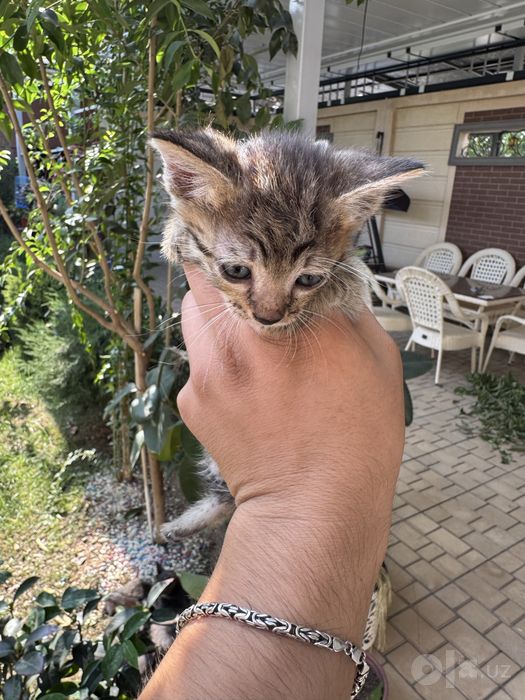 Кошка и котят 7шт детя