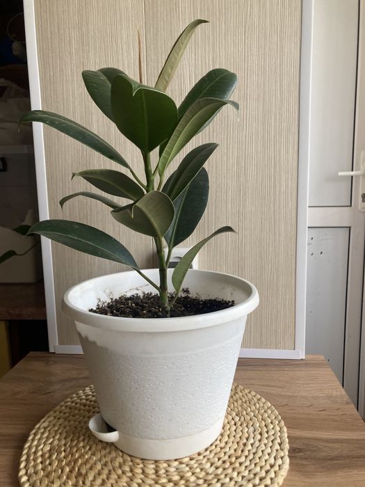 Продам фикус 35см