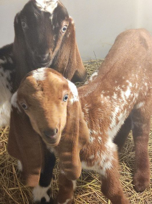 Продам,козочки !Отличные молочные линии . Цена 250тысяч тенге