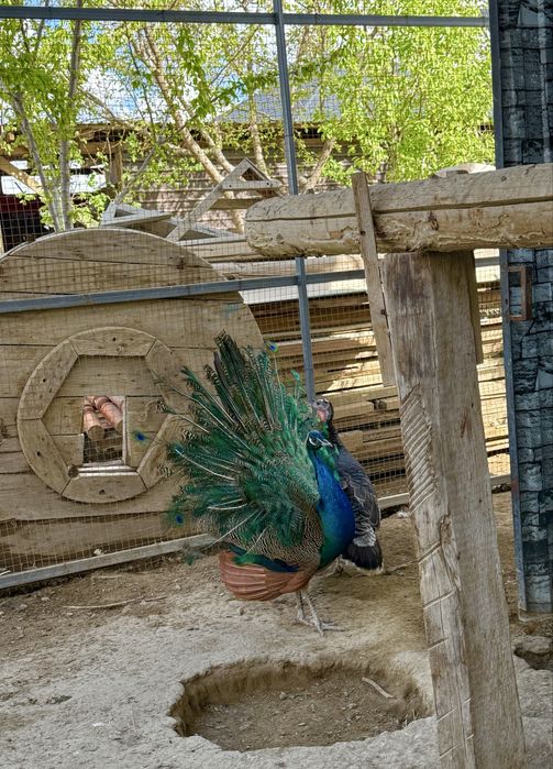 Павлин самец 3 годика