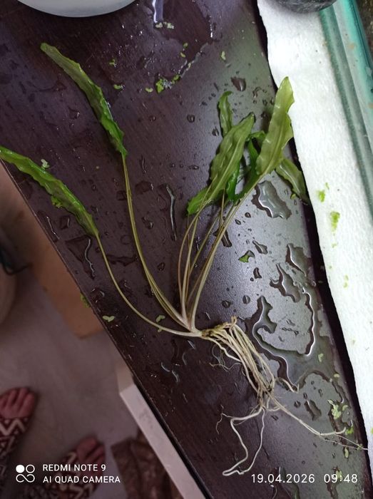 Роголистник аквариумное растения