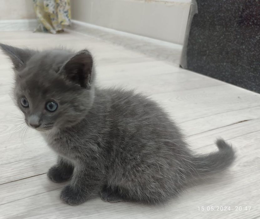 Котята в хорошие руки
