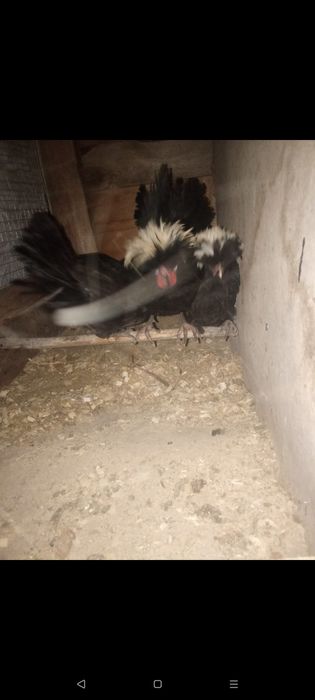 Тауық сатылады..