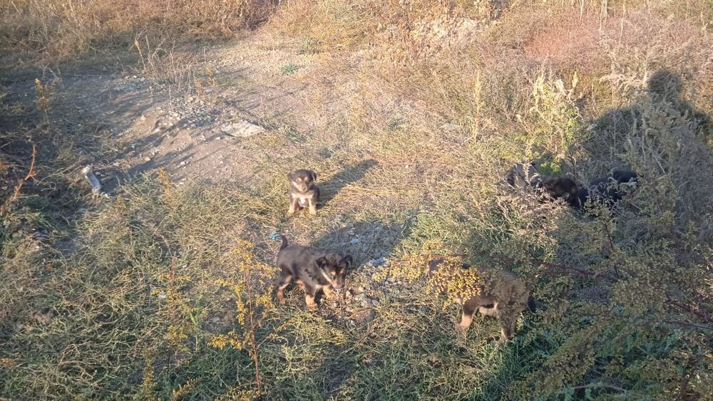 Щенки в ответственные руки