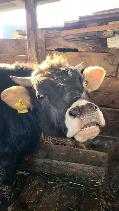 Продам быка на племя  швиц