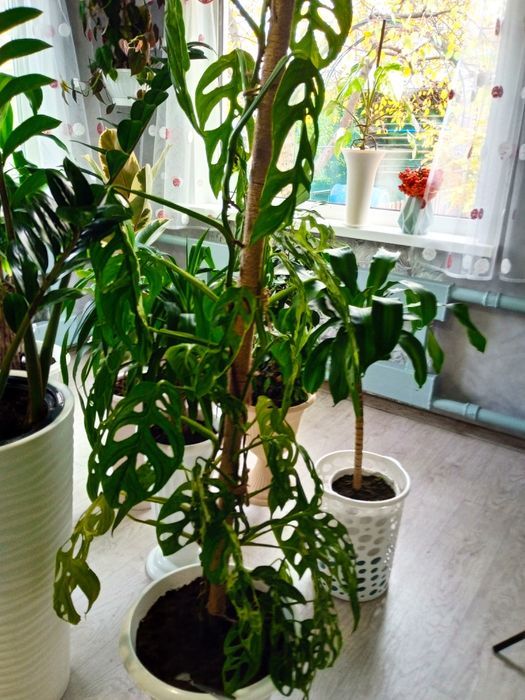 Продам красивые комнатные цветы.