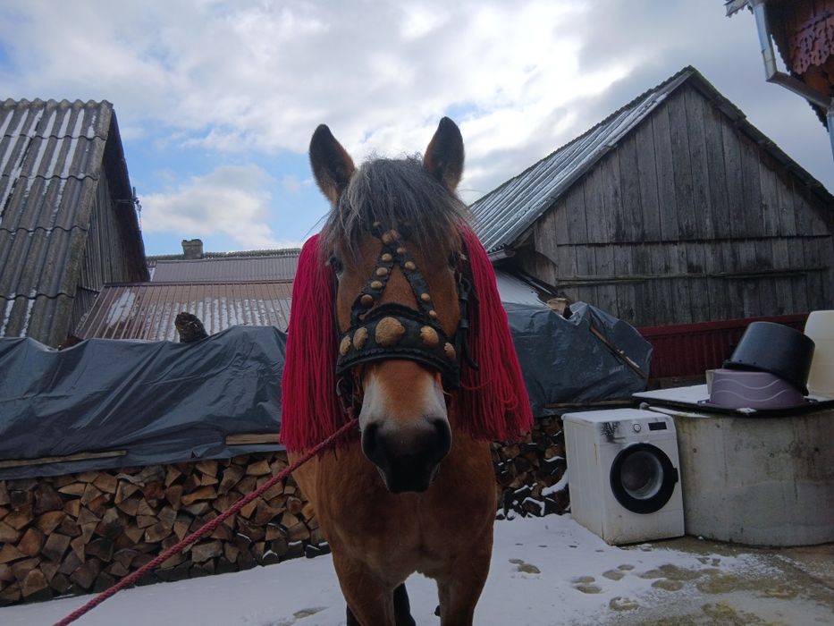 Mânz 2 ani de vânzare