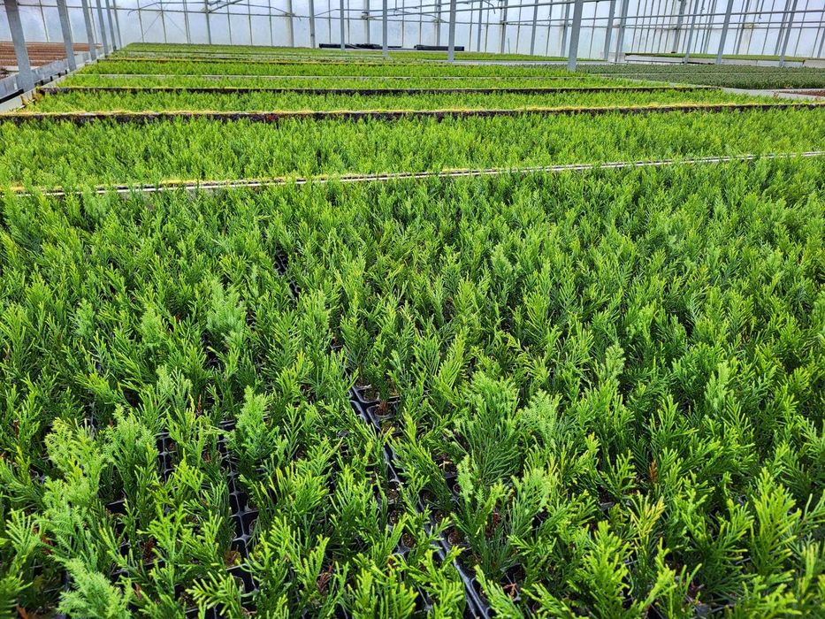 Кипарис Лейланди, Cupressocyparis leylandii, в мултипалети.