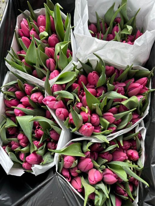Свежие красивые Тюльпаны