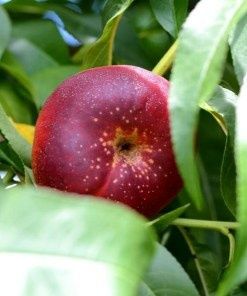 Pomi Fructiferi Stravechi Glia Stramoseasca (Nectarin )