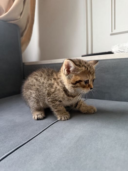 Продаем очаровательных шотландских котят!