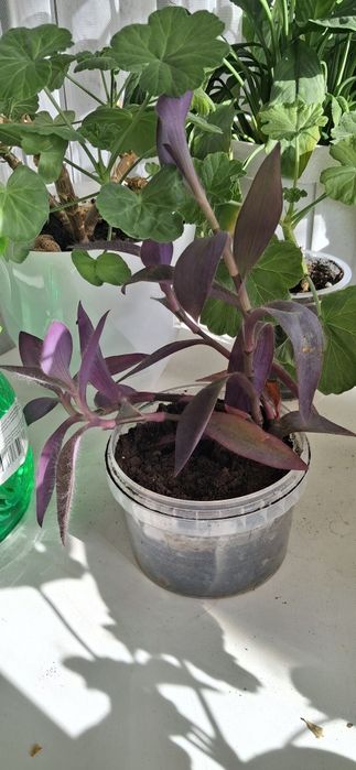 Комнатные растения