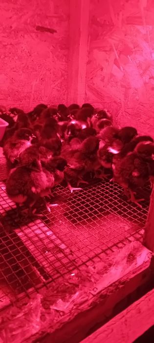 Pui australorp și plymut de vânzare