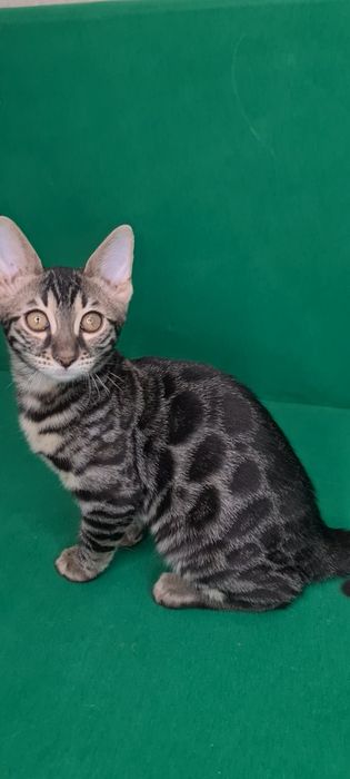 Бронь на бенгальских котят