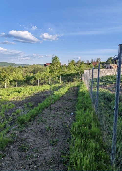 Teren extravilan 10 arii (1000 mp) Bistrita , Dealul Targului