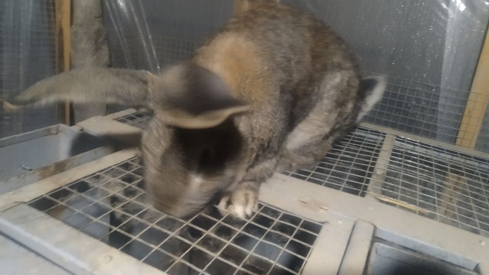 Quyon va quyon bolalari sotiladi