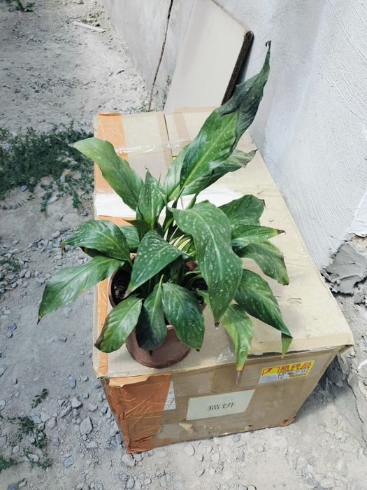 Комнатные растения