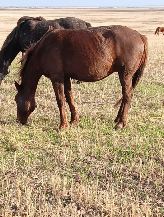 Продам лошадь кобыла