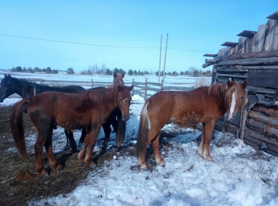 Лошади тайчики продам