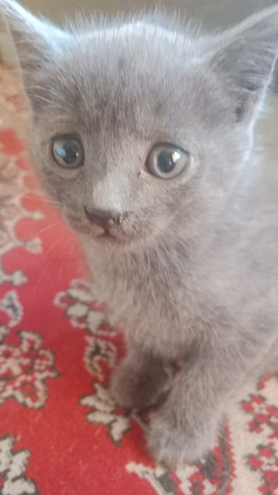 Отдам котят в хорошие руки