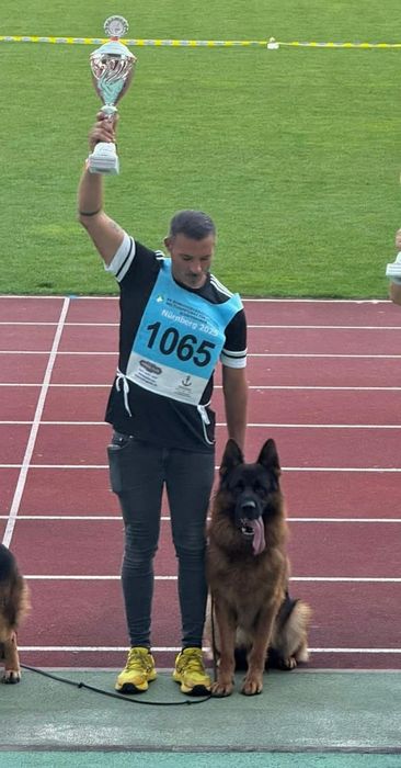 Ciobanesc german cu pedigree