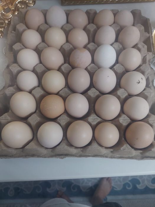 цыплята Адлер 10 дней