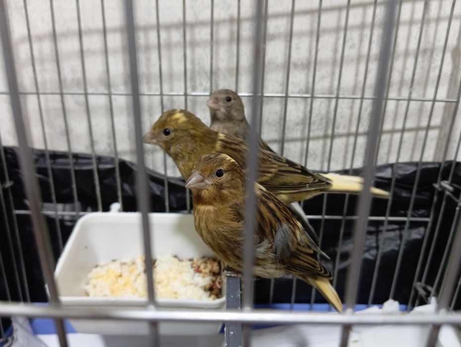 Kanareyka krasniydereva