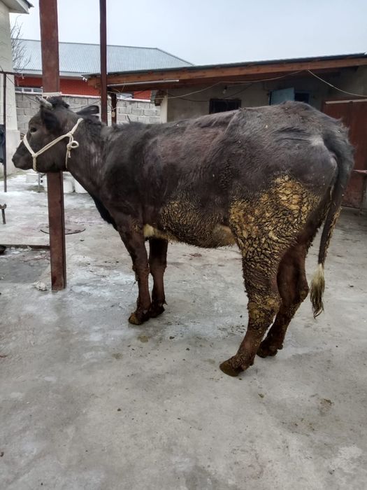 Бузаулы сиыр  сатылады