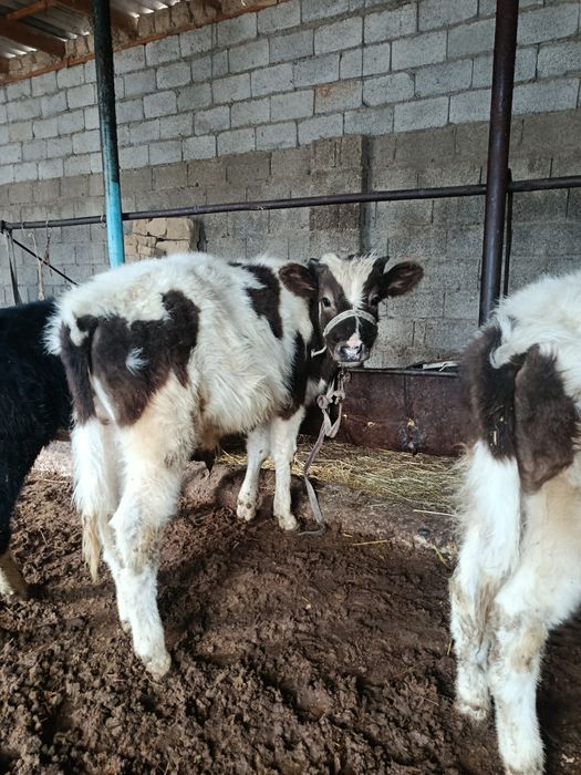 Бузаулар сатылады