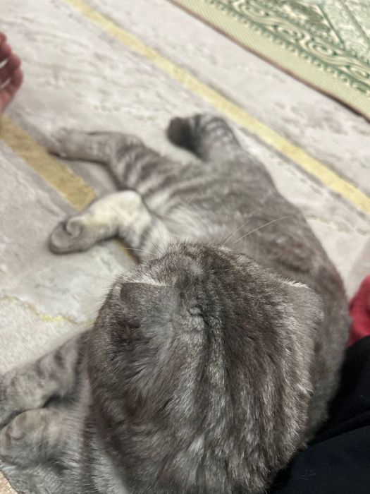 Кошка шотландская