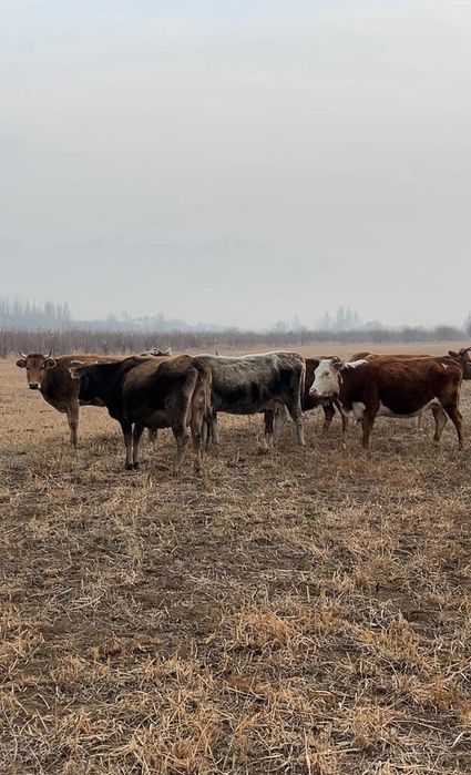 Быки телята скот