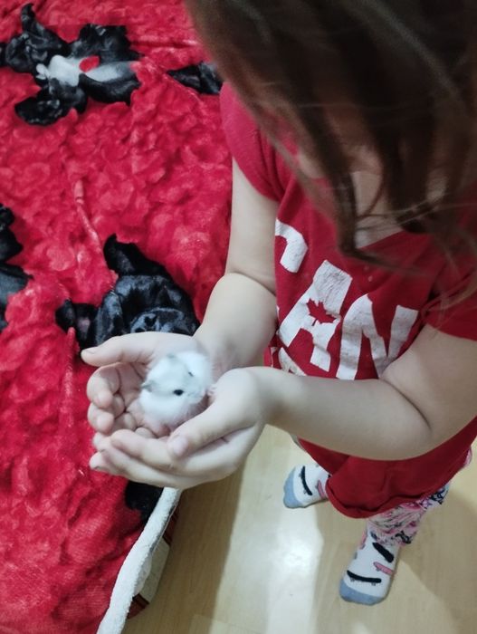 Hamsteri pentru copii cu colivie