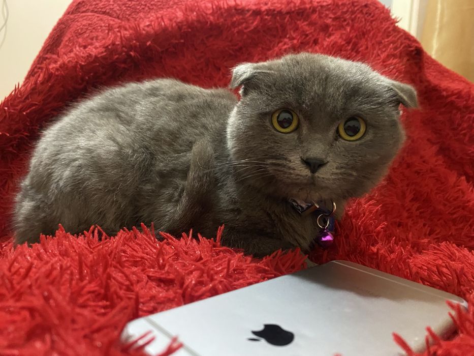 Britanskiy mushuk erkak