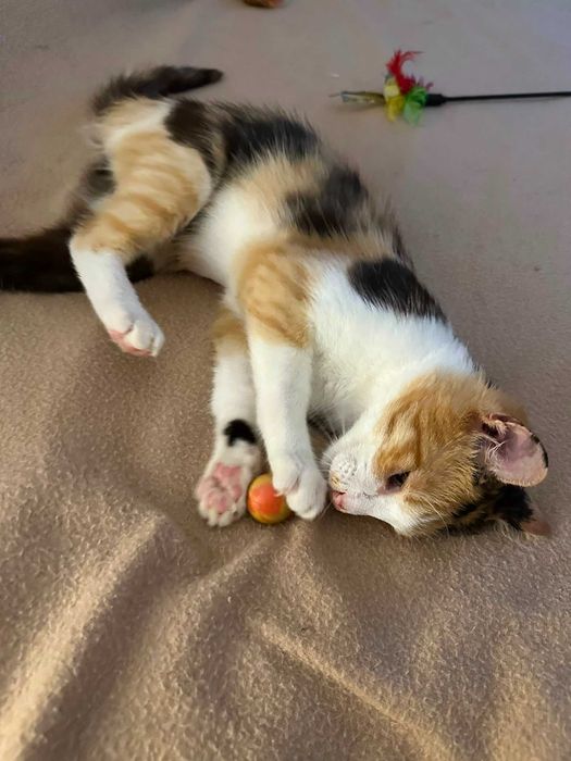 Pisica calico Kiri /adoptie responsabila