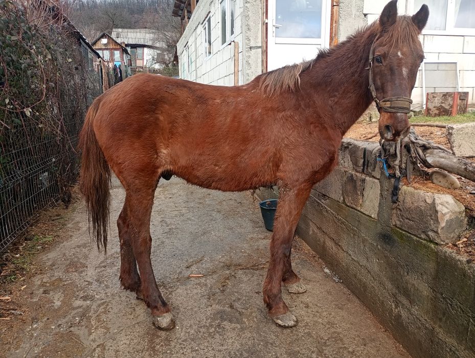 Cal castrat de 8 ani