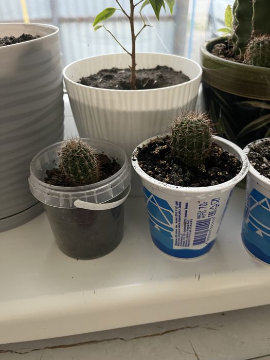 Кактус цветы домашный