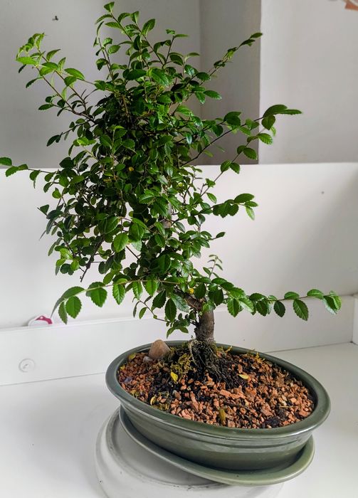 Ulm,bonsai Bonsai